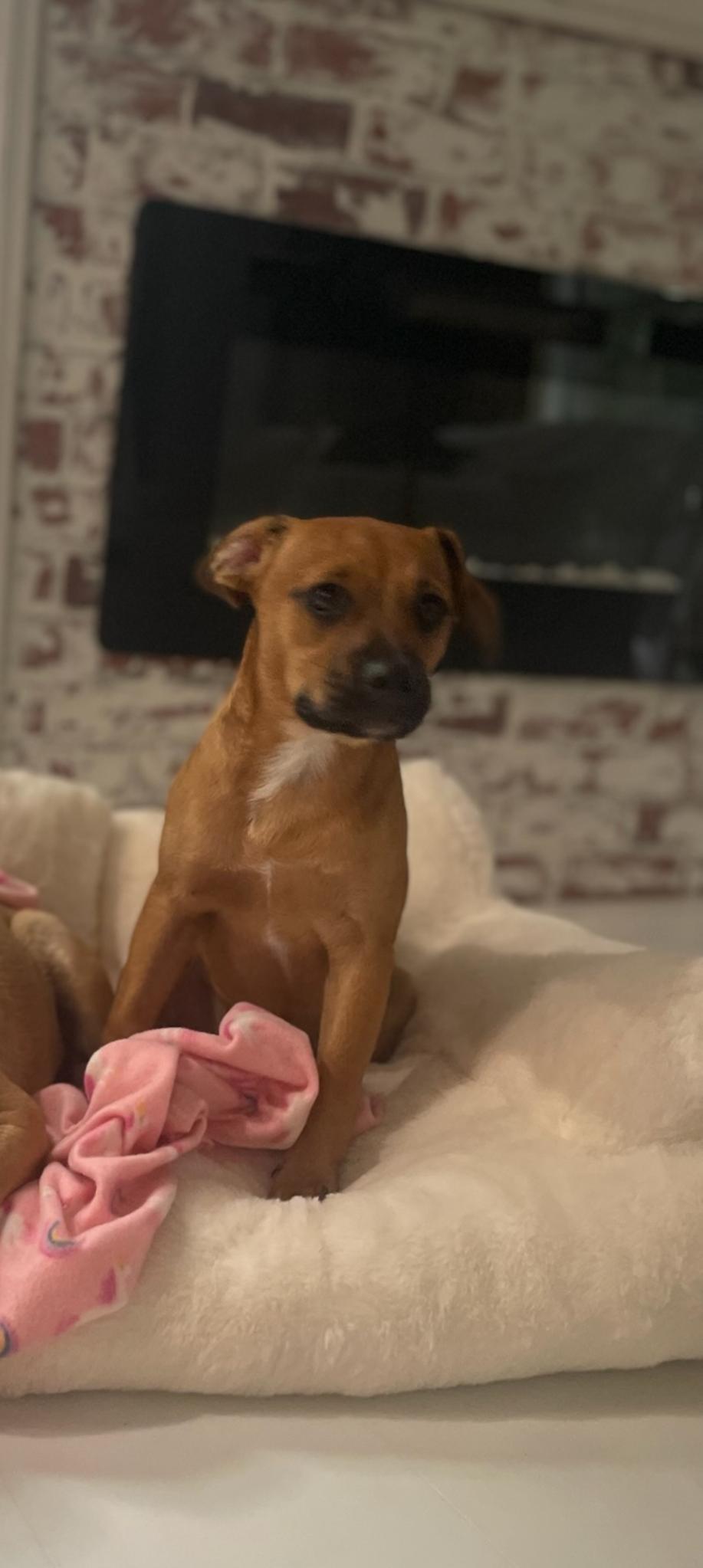 Enlarge May, an adopted mixed breed in Newfoundland, NJ image 1/2