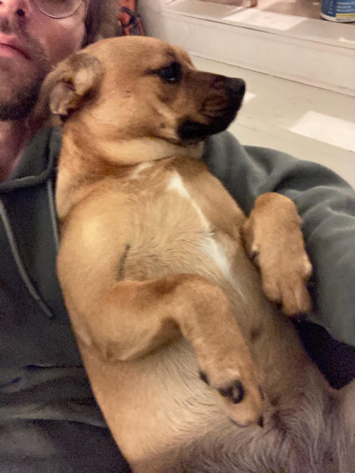 Enlarge May, an adopted mixed breed in Newfoundland, NJ image 2/2