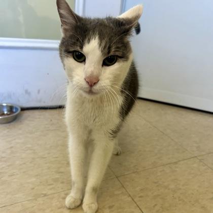 Ruger, Adoptable, Senior Male Domestic Short Hair & Domestic Short Hair.