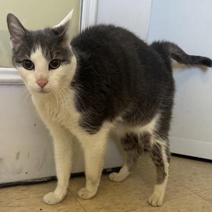 Ruger, a Adoptable mixed breed in East Montpelier, VT image 2/2