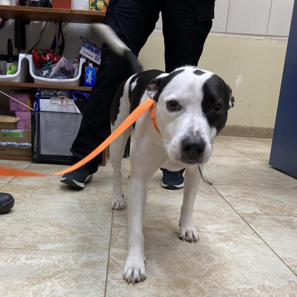 Enlarge Crook, a Adoptable Staffordshire Bull Terrier in Galveston, TX image 1/6
