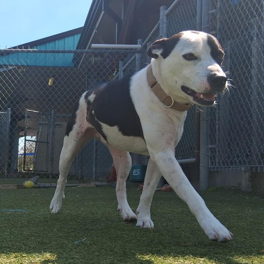 Enlarge Crook, a Adoptable Staffordshire Bull Terrier in Galveston, TX image 2/6