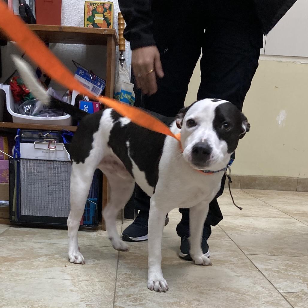 Enlarge Crook, a Adoptable Staffordshire Bull Terrier in Galveston, TX image 3/6