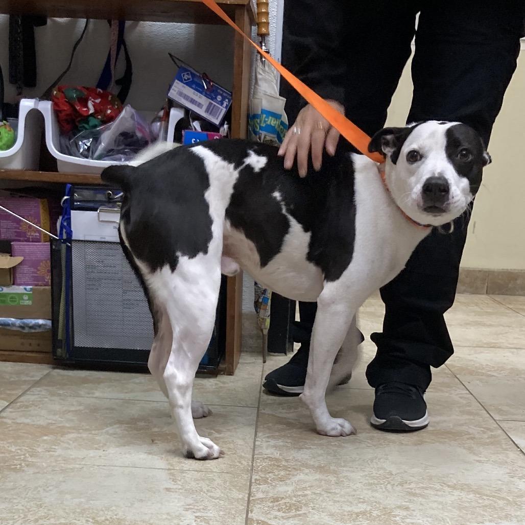 Enlarge Crook, a Adoptable Staffordshire Bull Terrier in Galveston, TX image 4/6