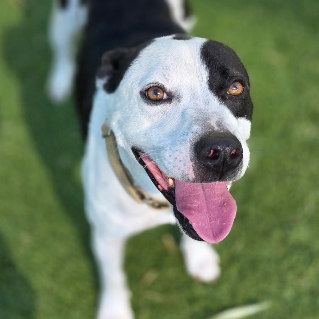 Enlarge Crook, a Adoptable Staffordshire Bull Terrier in Galveston, TX image 4/6