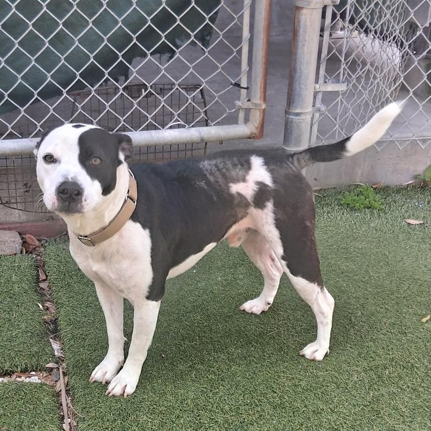 Enlarge Crook, a Adoptable Staffordshire Bull Terrier in Galveston, TX image 5/6