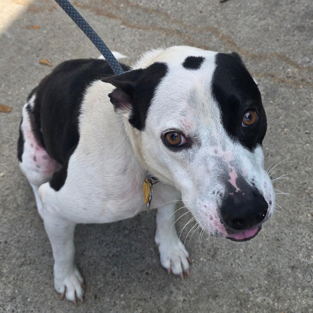 Enlarge Crook, a Adoptable Staffordshire Bull Terrier in Galveston, TX image 6/6