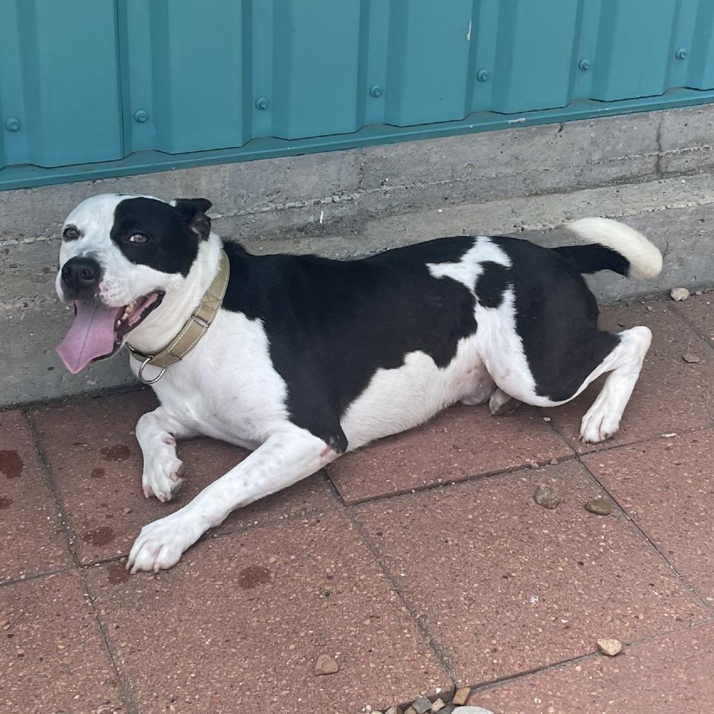 Enlarge Crook, a Adoptable Staffordshire Bull Terrier in Galveston, TX image 6/6