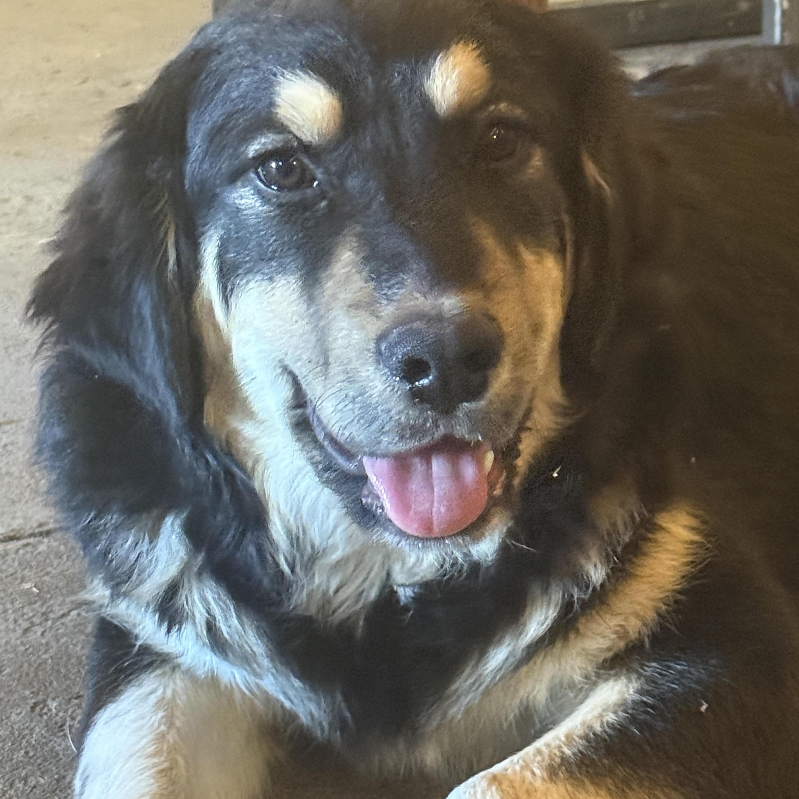 Enlarge Ozzy, an adopted mixed breed in Port Chester, NY image 2/3