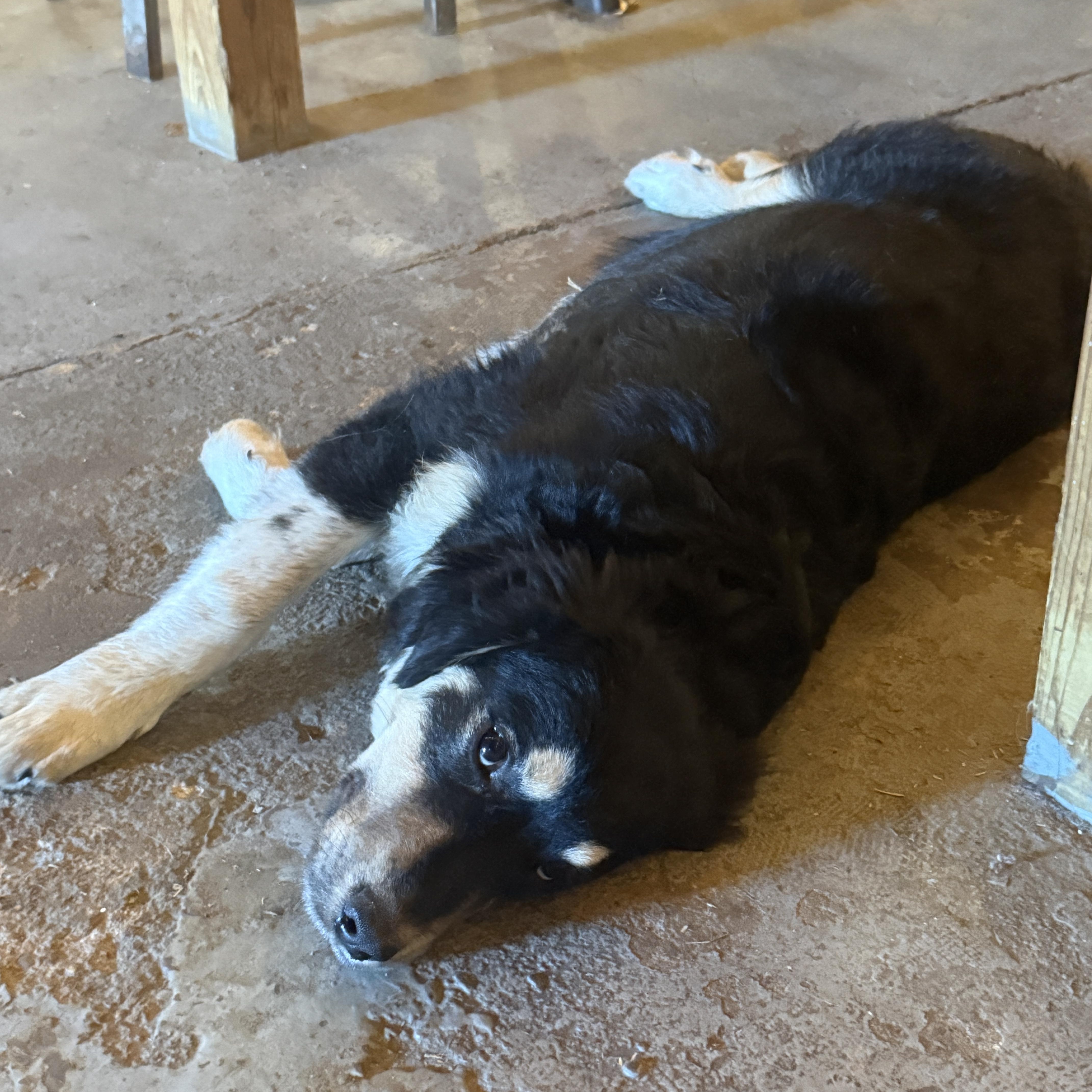 Enlarge Ozzy, an adopted mixed breed in Port Chester, NY image 3/3