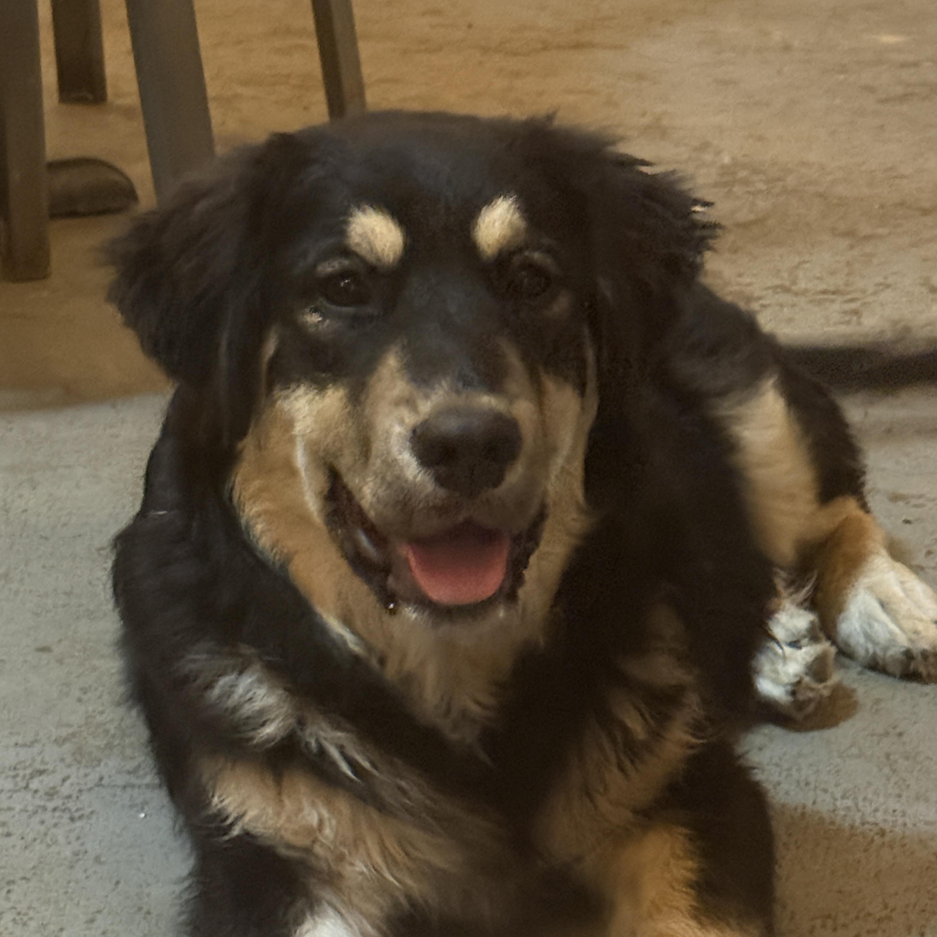 Ozzy, adopted, Puppy Male German Shepherd Dog & Great Pyrenees.