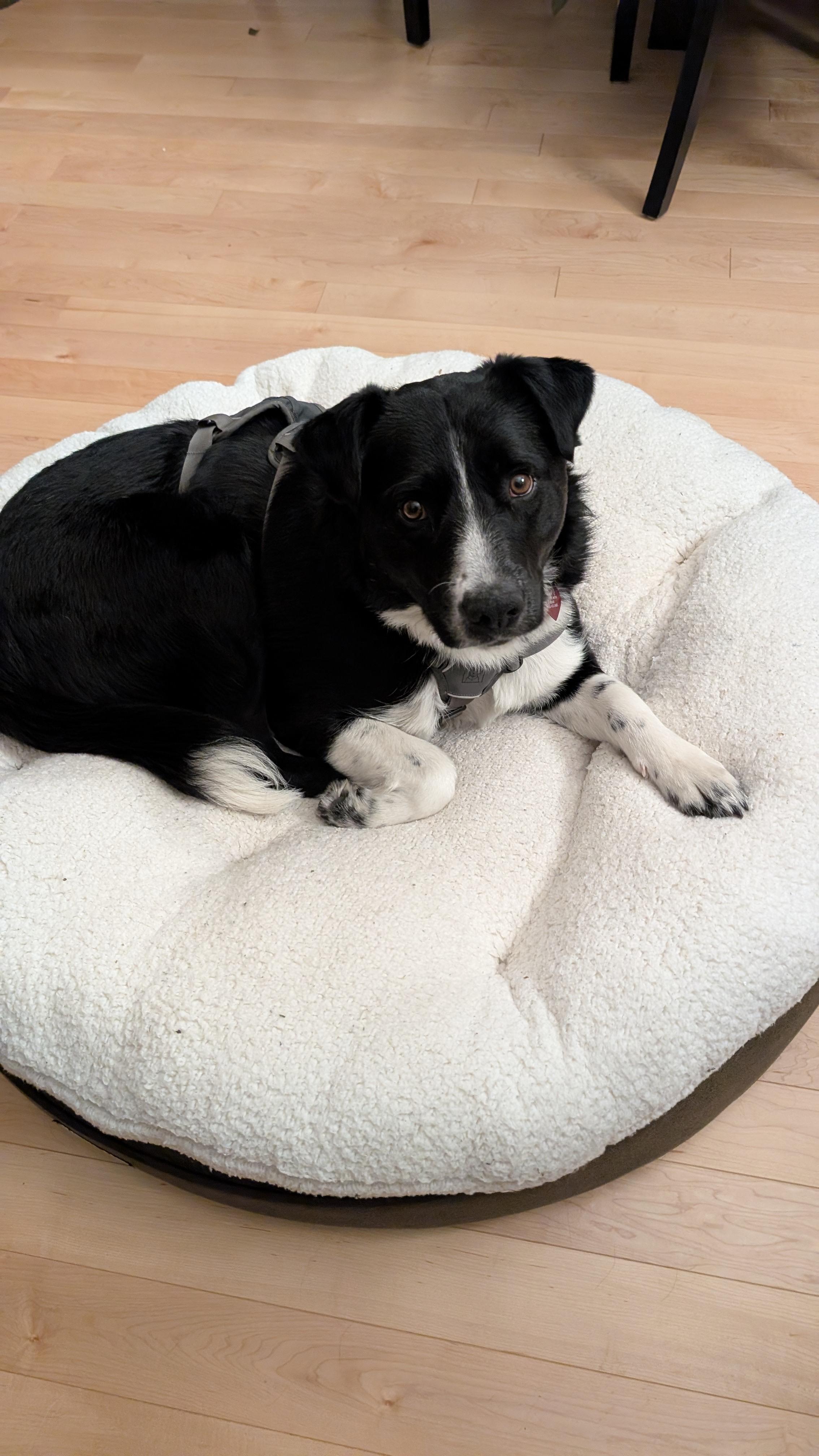 Enlarge Ernie, a ADOPTABLE mixed breed in Calgary, AB image 5/5