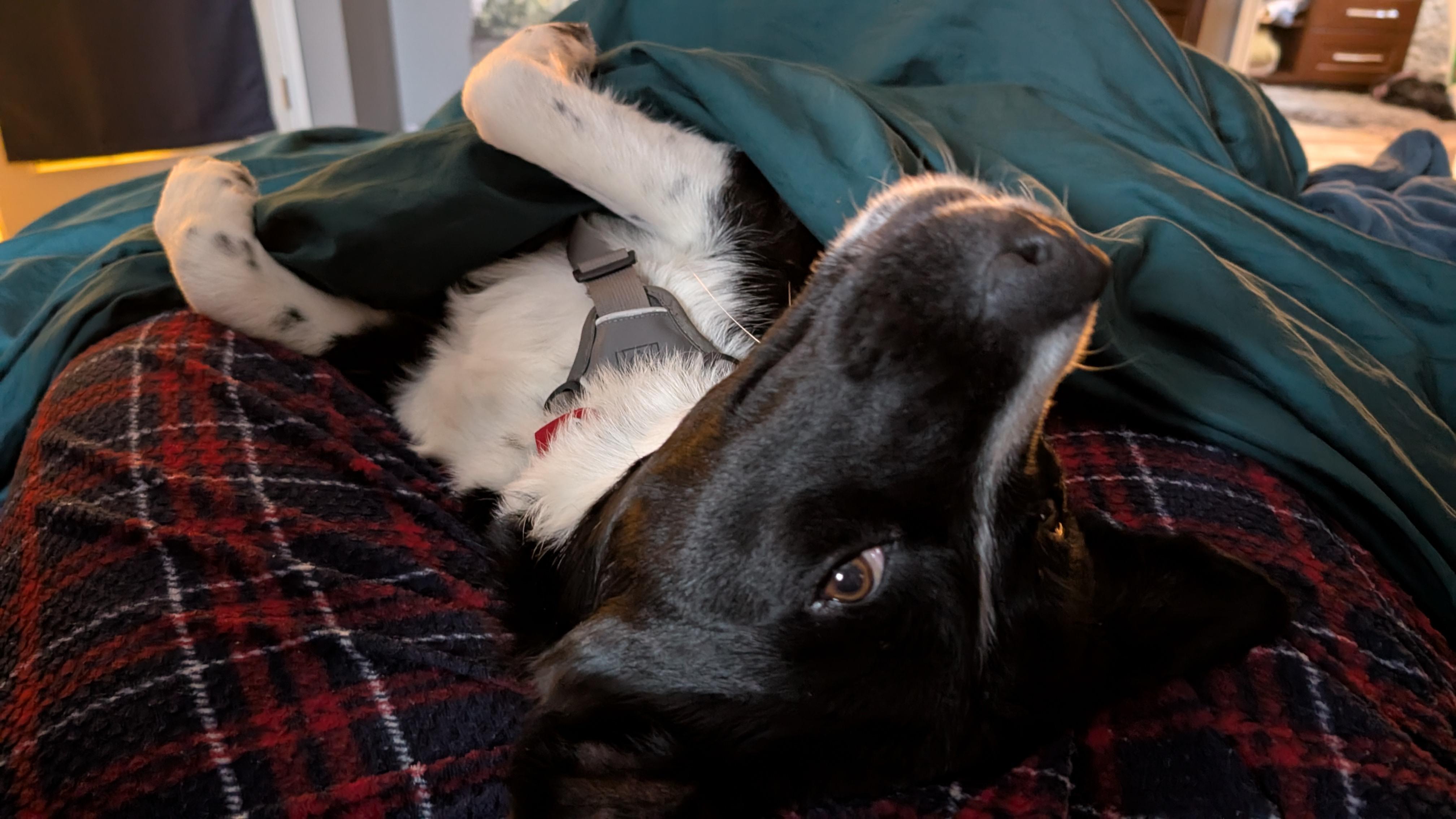 Enlarge Ernie, a ADOPTABLE mixed breed in Calgary, AB image 4/5