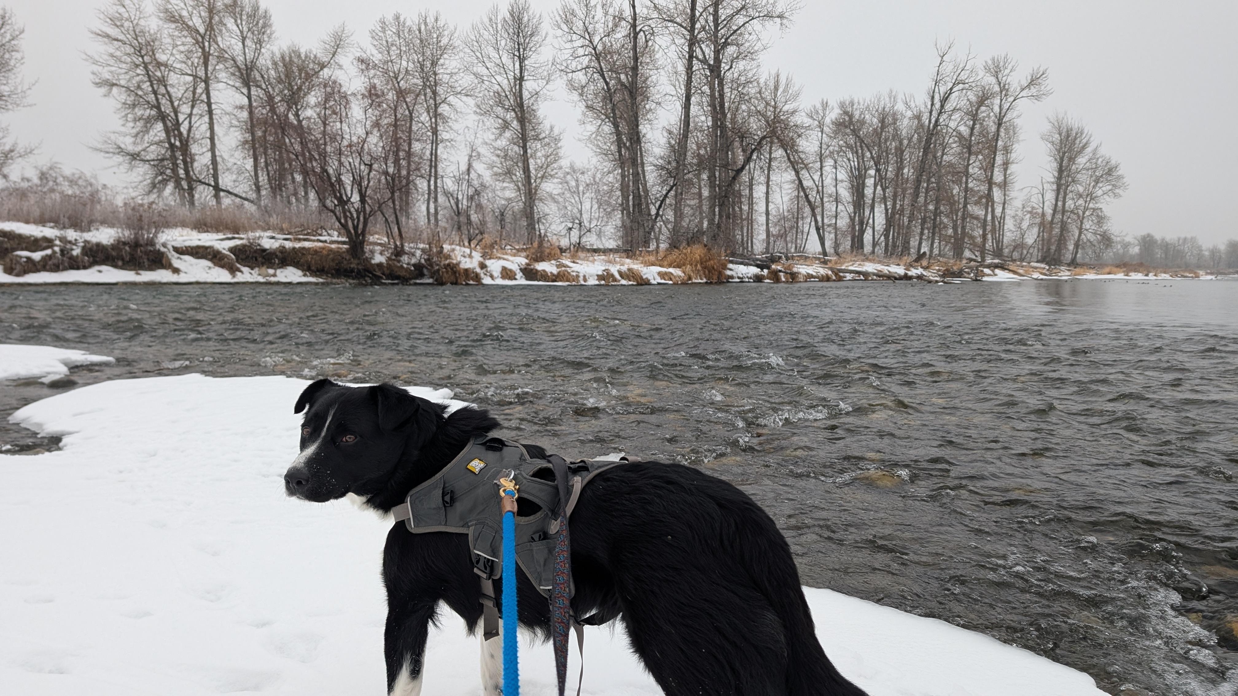 Enlarge Ernie, a ADOPTABLE mixed breed in Calgary, AB image 2/5