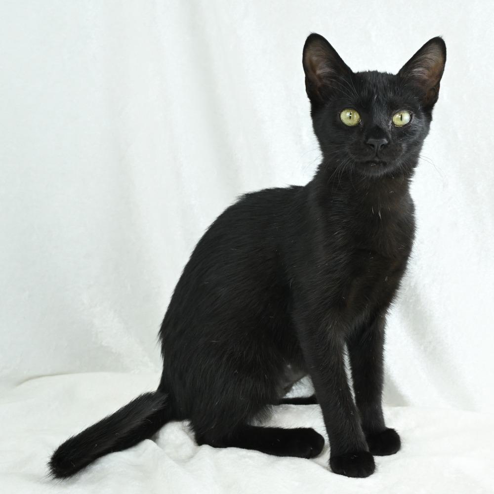 Enlarge Jetta, a Adoptable Domestic Short Hair in Mobile, AL image 1/6