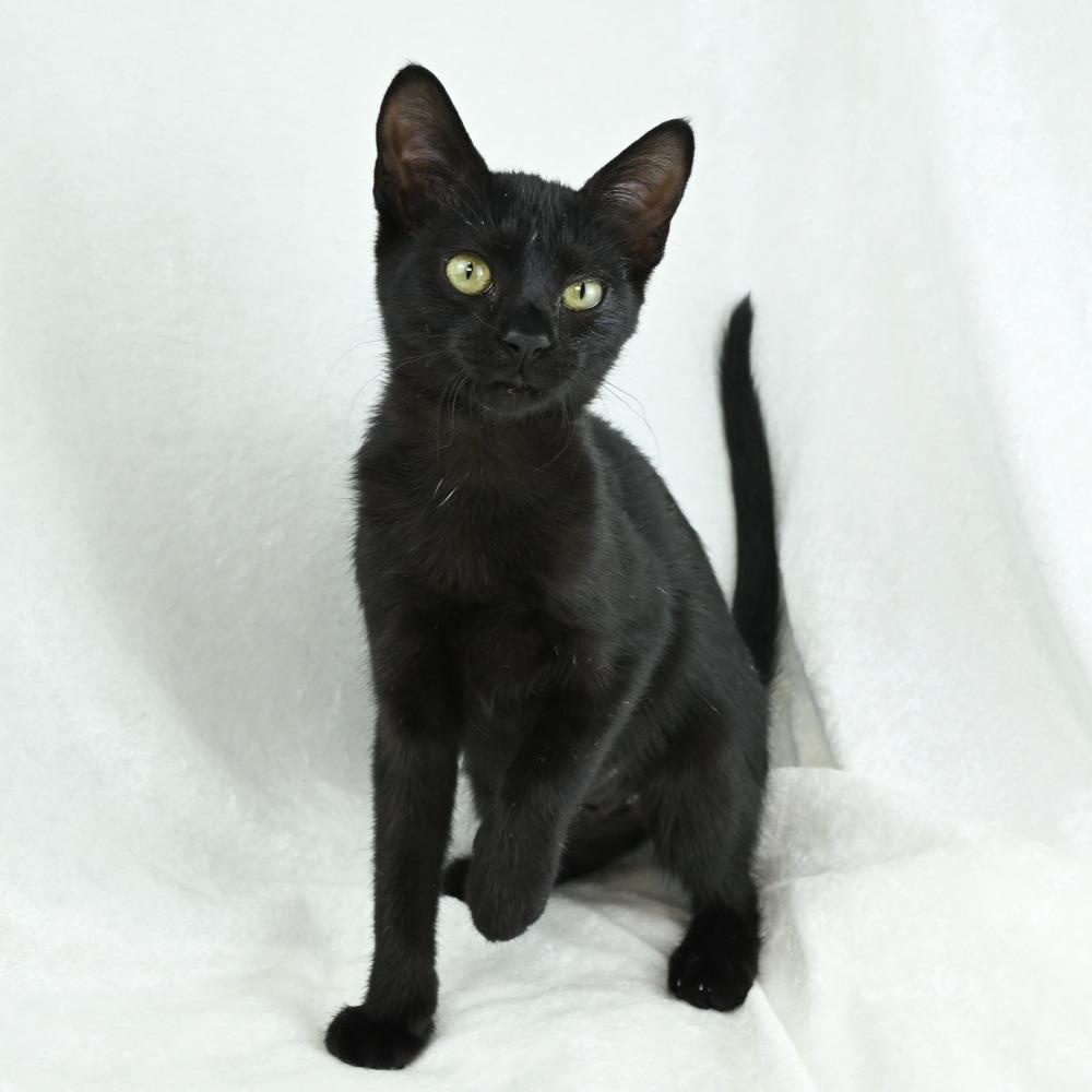 Enlarge Jetta, a Adoptable Domestic Short Hair in Mobile, AL image 2/6