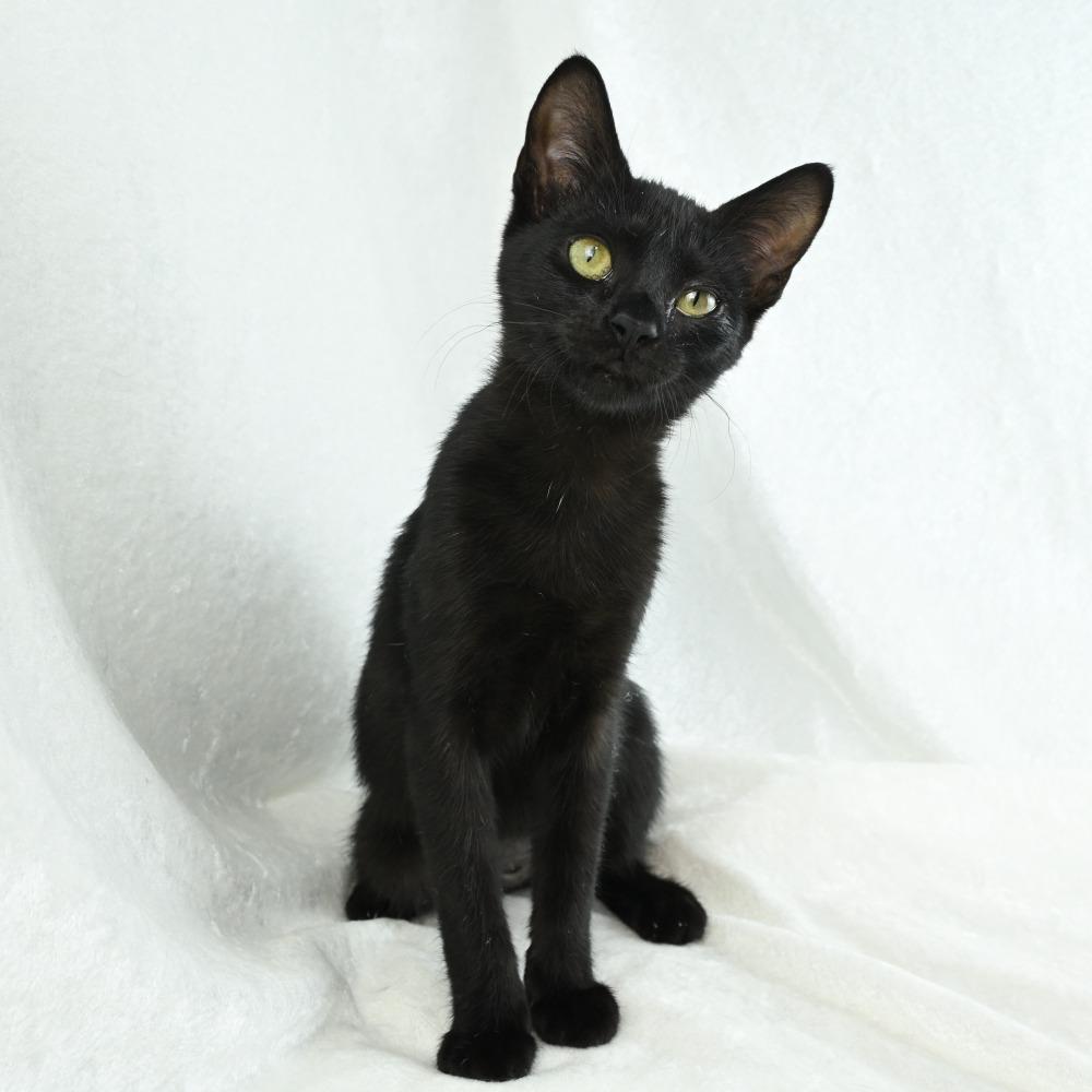 Enlarge Jetta, a Adoptable Domestic Short Hair in Mobile, AL image 3/6