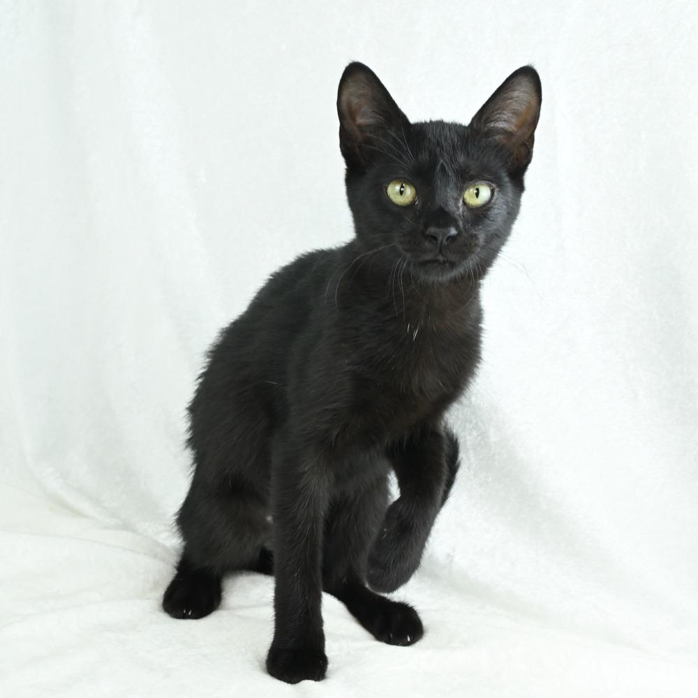 Enlarge Jetta, a Adoptable Domestic Short Hair in Mobile, AL image 4/6