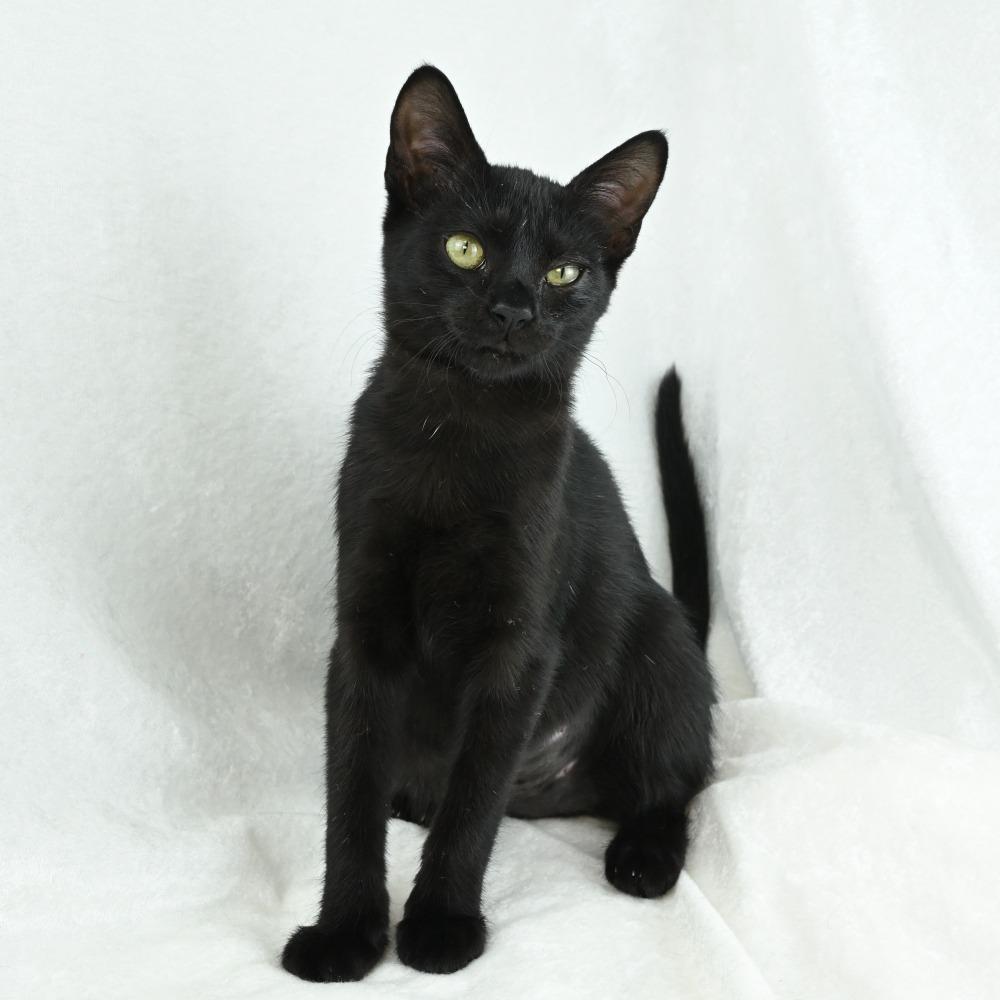 Enlarge Jetta, a Adoptable Domestic Short Hair in Mobile, AL image 5/6