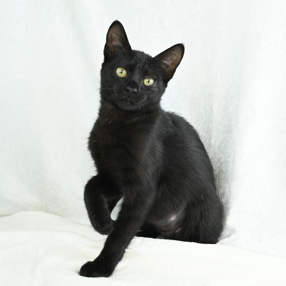 Enlarge Jetta, a Adoptable Domestic Short Hair in Mobile, AL image 6/6
