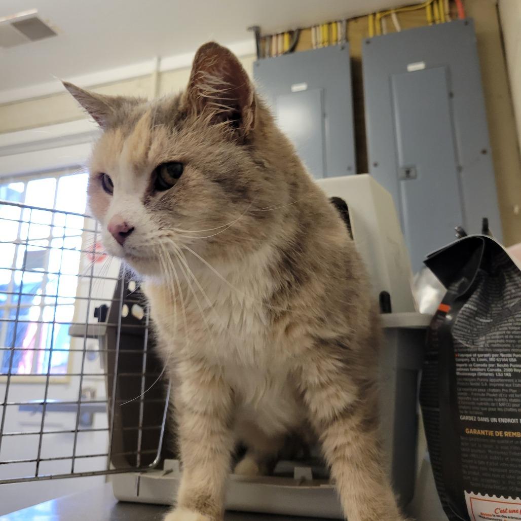 Enlarge Tipsy, a Adoptable Domestic Medium Hair in Ruckersville, VA image 1/2