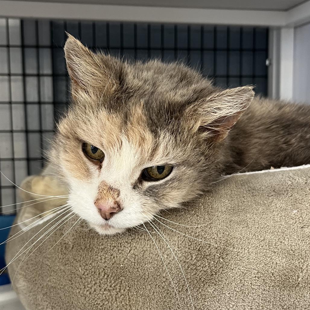 Enlarge Tipsy, a Adoptable Domestic Medium Hair in Ruckersville, VA image 2/2