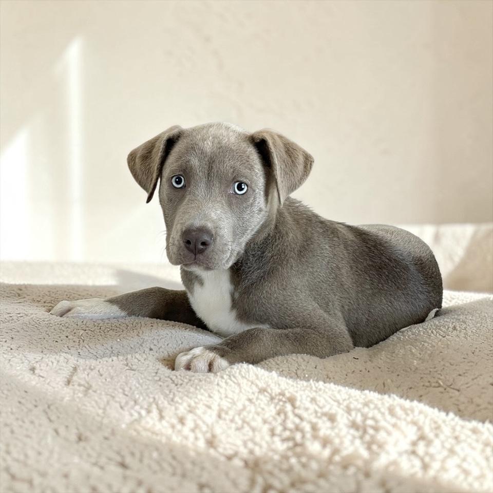 Baby Bellinger, a ADOPTABLE mixed breed in West Hartford , CT image 2/4