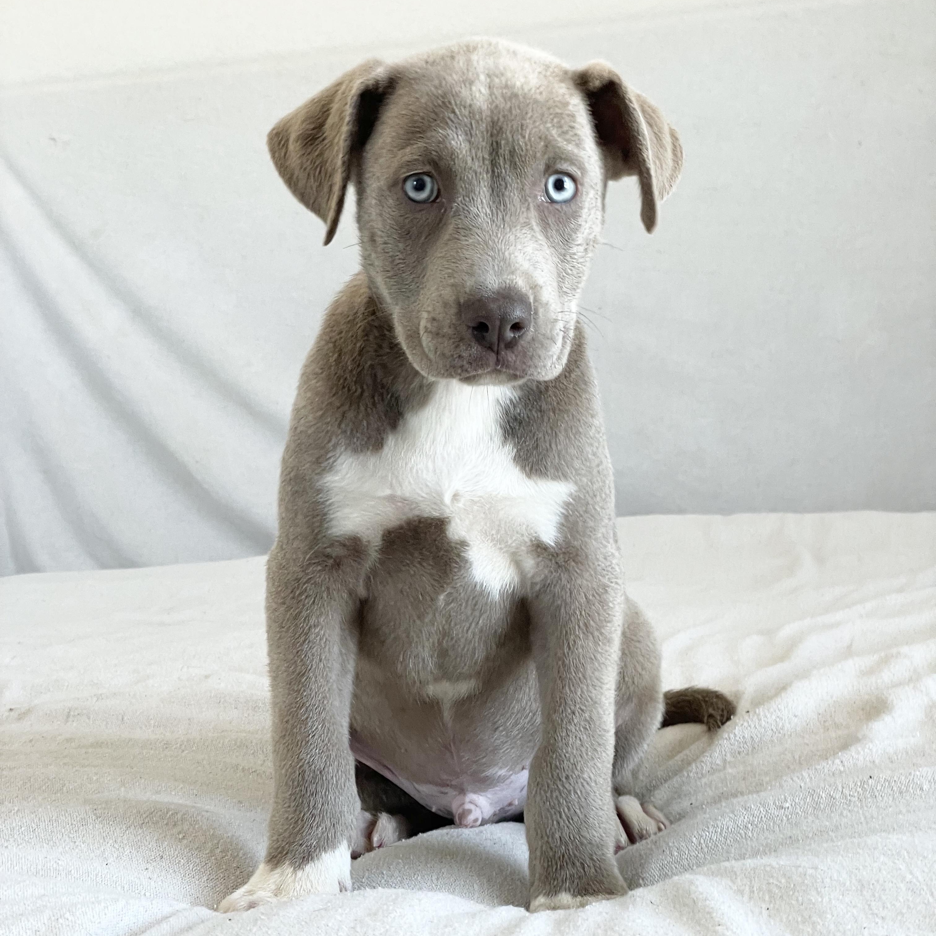 Baby Bellinger, a ADOPTABLE mixed breed in West Hartford , CT image 1/4