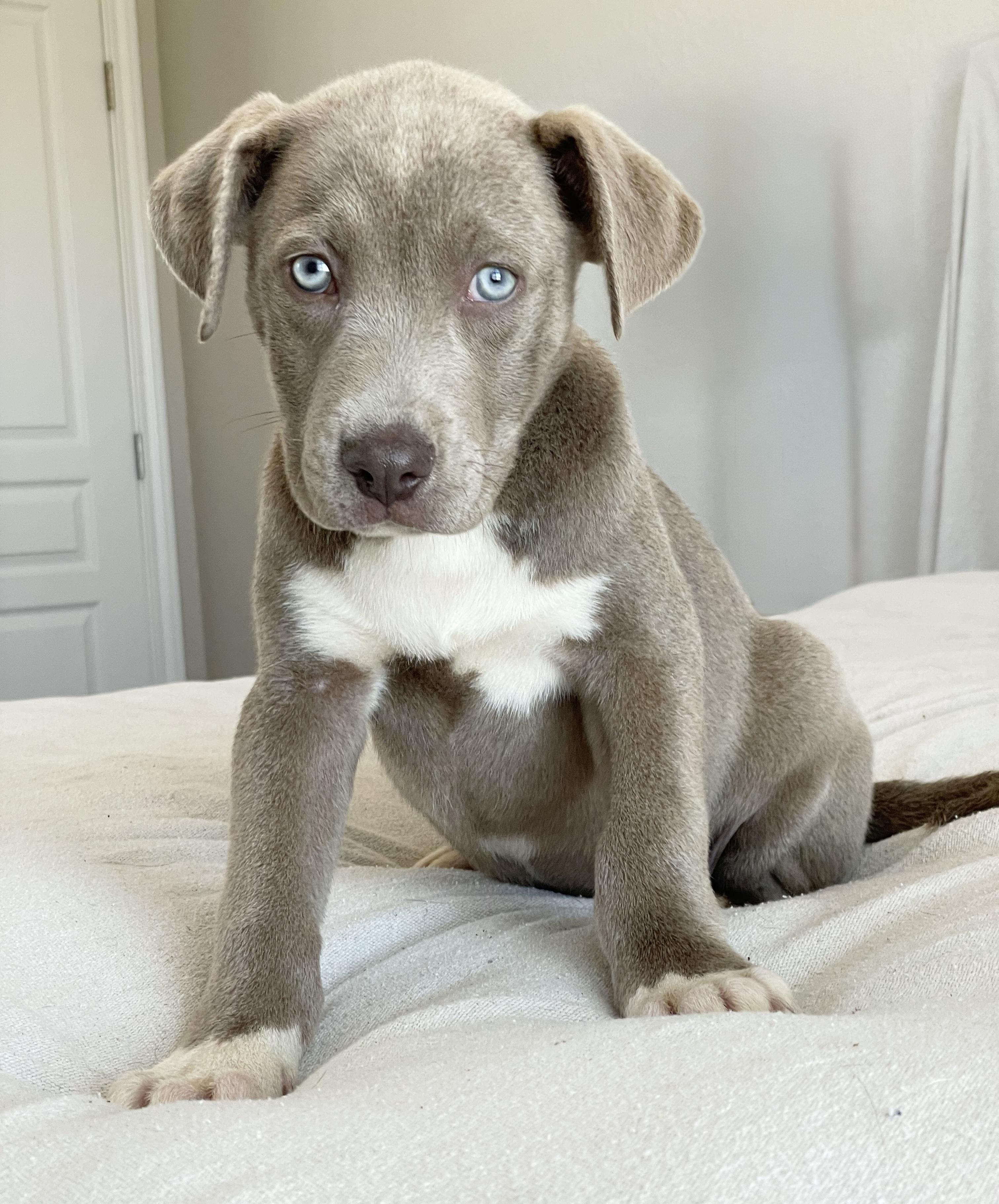 Baby Bellinger, a ADOPTABLE mixed breed in West Hartford , CT image 3/4