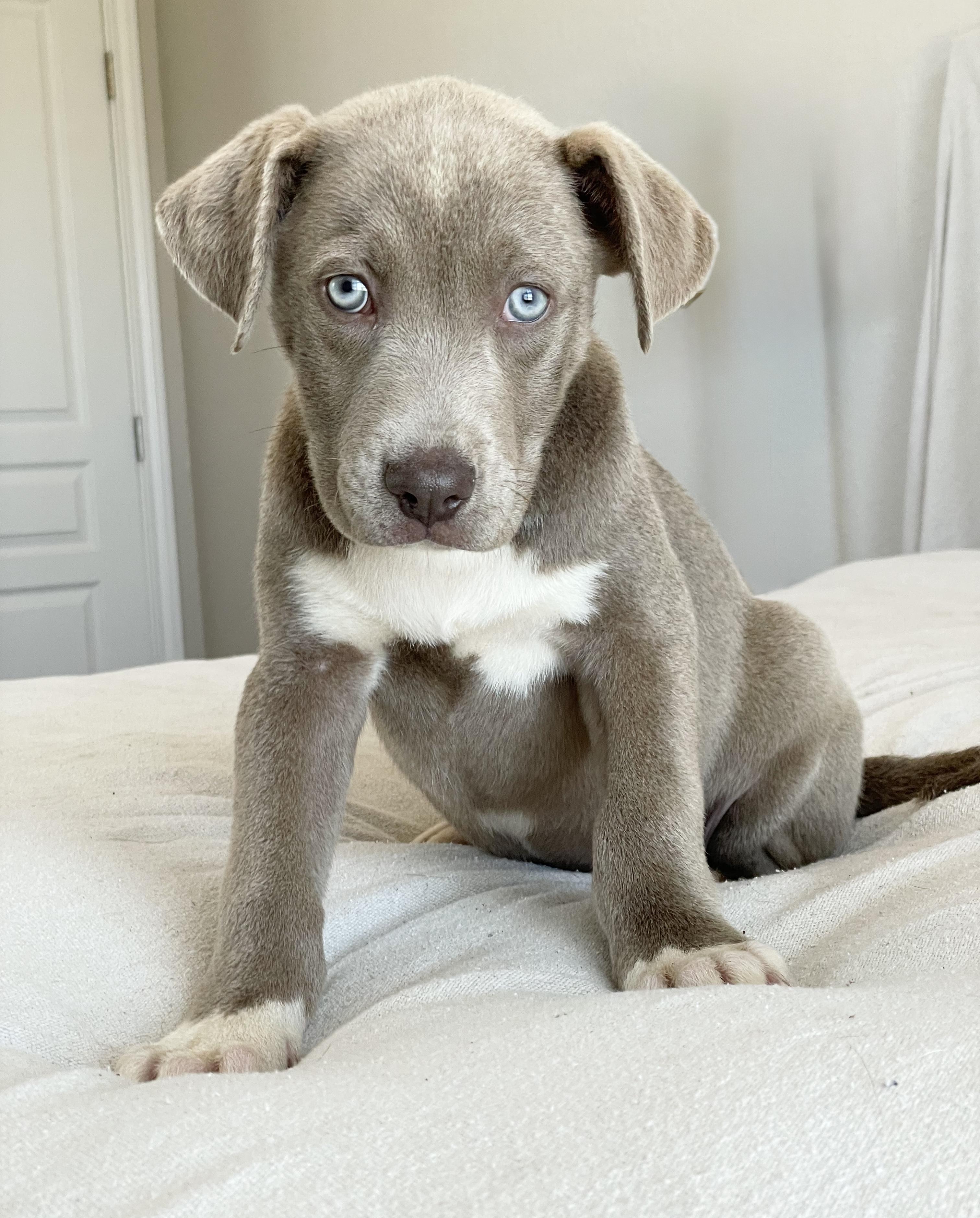 Baby Bellinger, a ADOPTABLE mixed breed in West Hartford , CT image 4/4