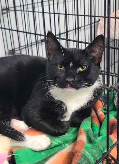 7135 (Raggedy Ann), Adoptable, Kitten Female Domestic Short Hair.
