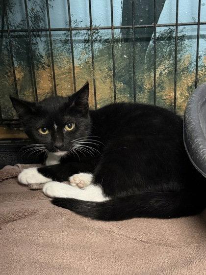 Enlarge 7135 (Raggedy Ann), a Adoptable Domestic Short Hair in Lake City, MI image 1/1