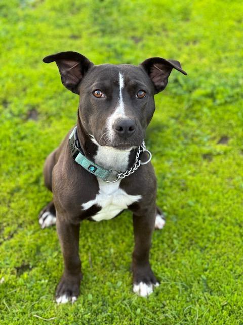 Fay, ADOPTABLE, Young Female Pit Bull Terrier.