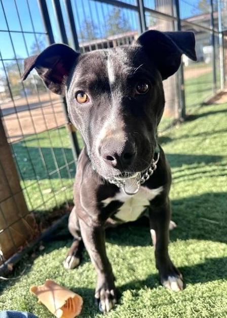 Enlarge Fay, a ADOPTABLE mixed breed in Madera, CA image 3/3