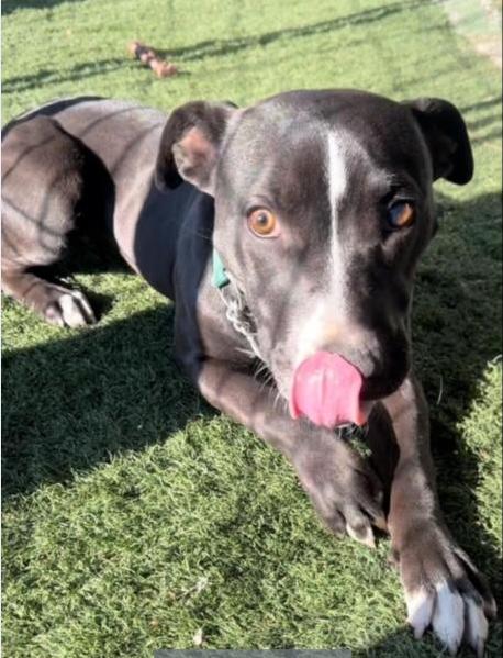 Enlarge Fay, a ADOPTABLE mixed breed in Madera, CA image 2/3