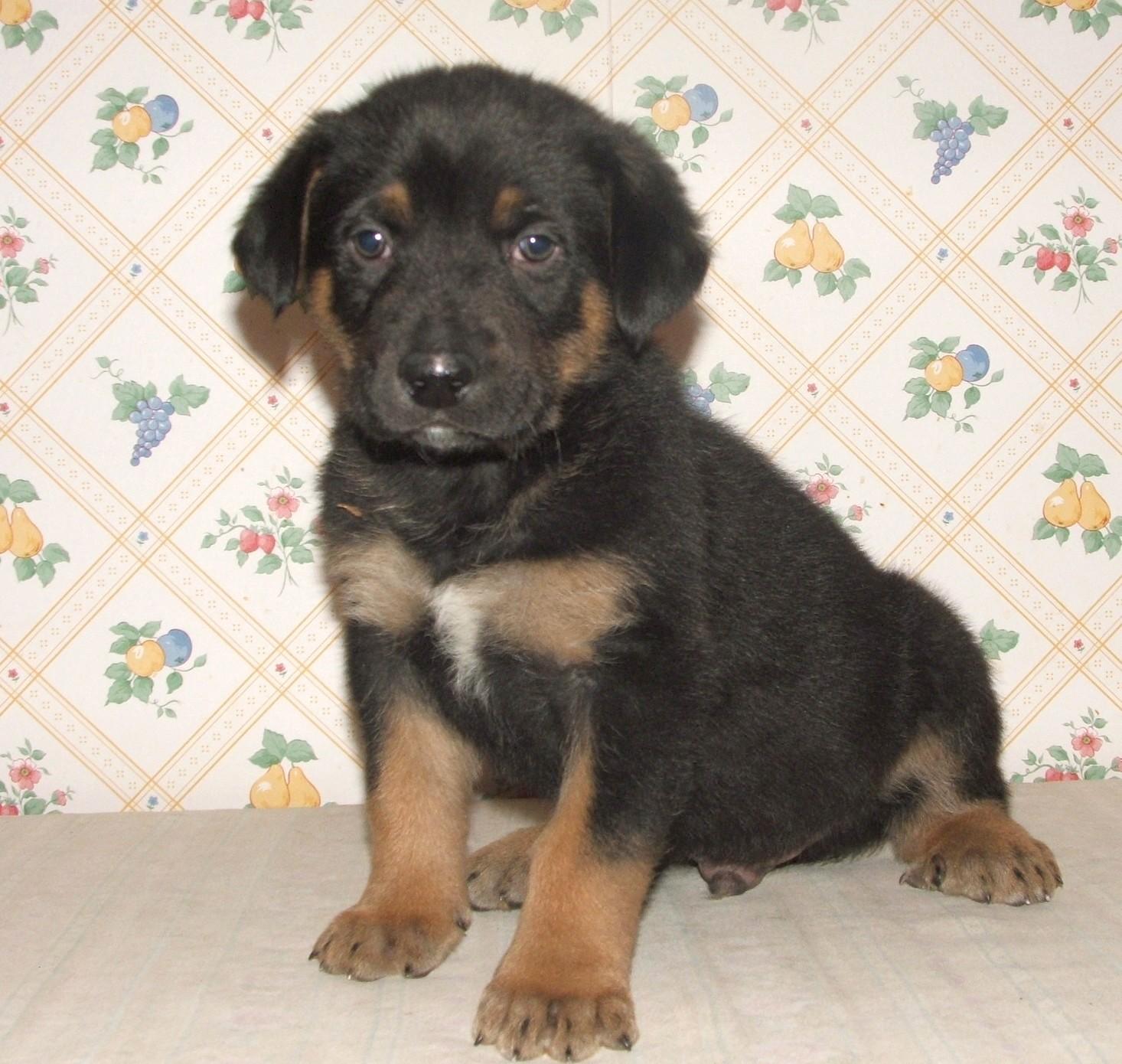 Gage, ADOPTABLE, Puppy Male German Shepherd Dog & Labrador Retriever.