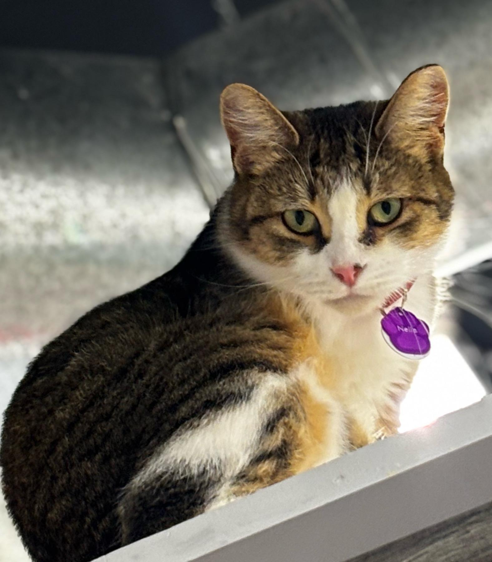 Enlarge Nella, a ADOPTABLE Domestic Short Hair in Grand Rapids, MI image 3/5