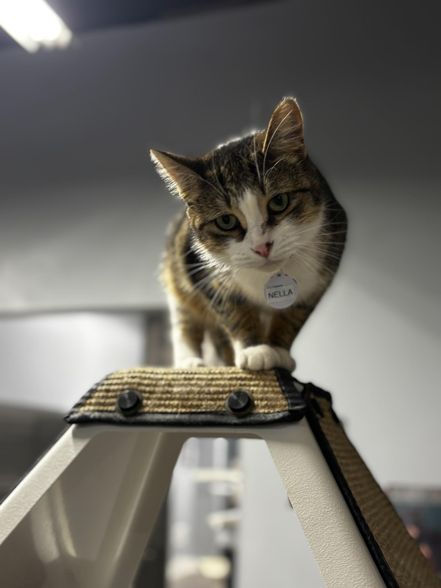 Enlarge Nella, a ADOPTABLE Domestic Short Hair in Grand Rapids, MI image 2/5