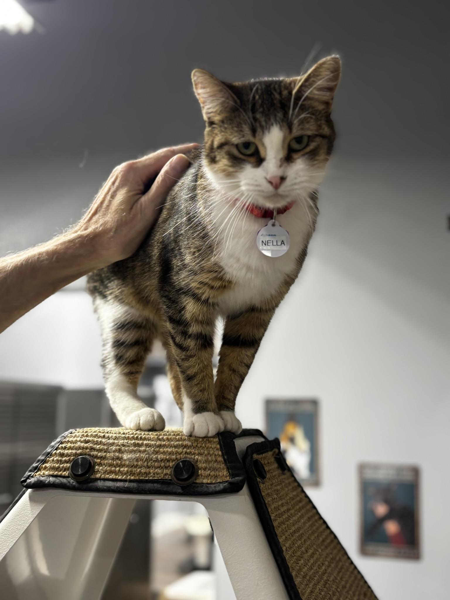 Enlarge Nella, a ADOPTABLE Domestic Short Hair in Grand Rapids, MI image 4/5