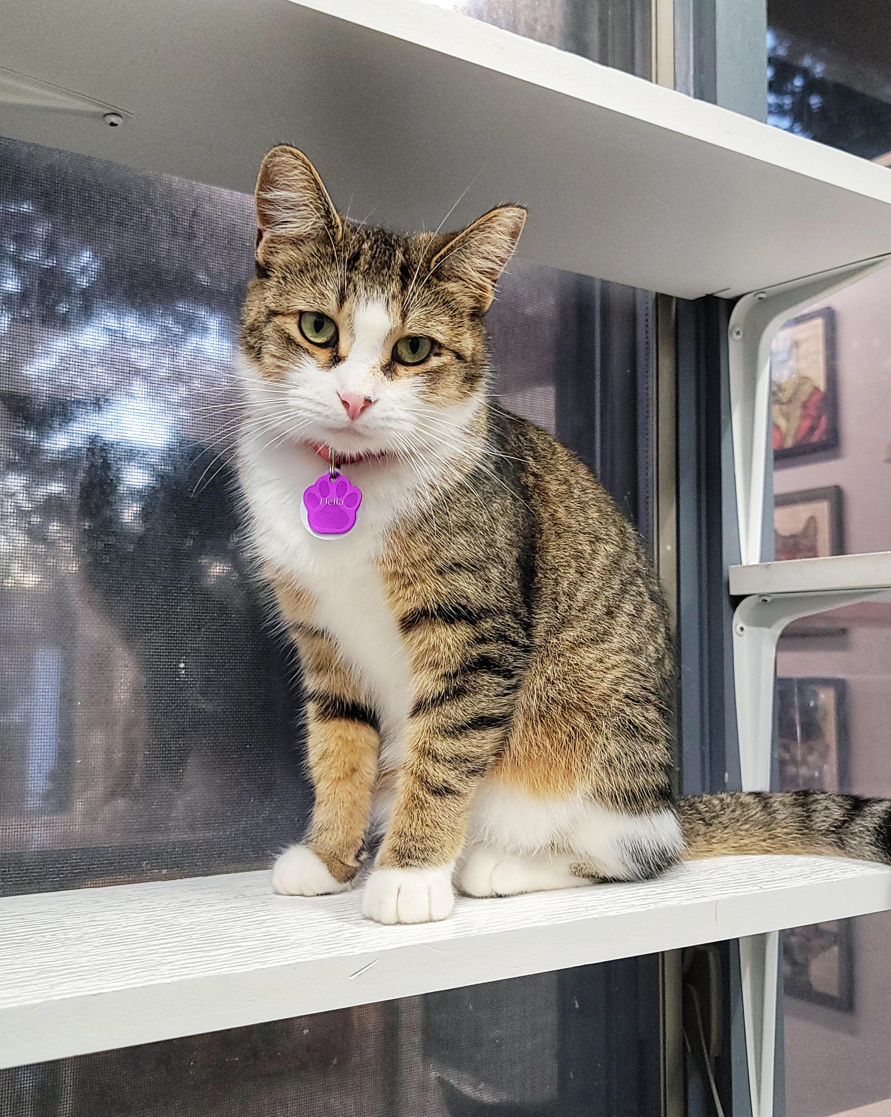 Enlarge Nella, a ADOPTABLE Domestic Short Hair in Grand Rapids, MI image 5/5