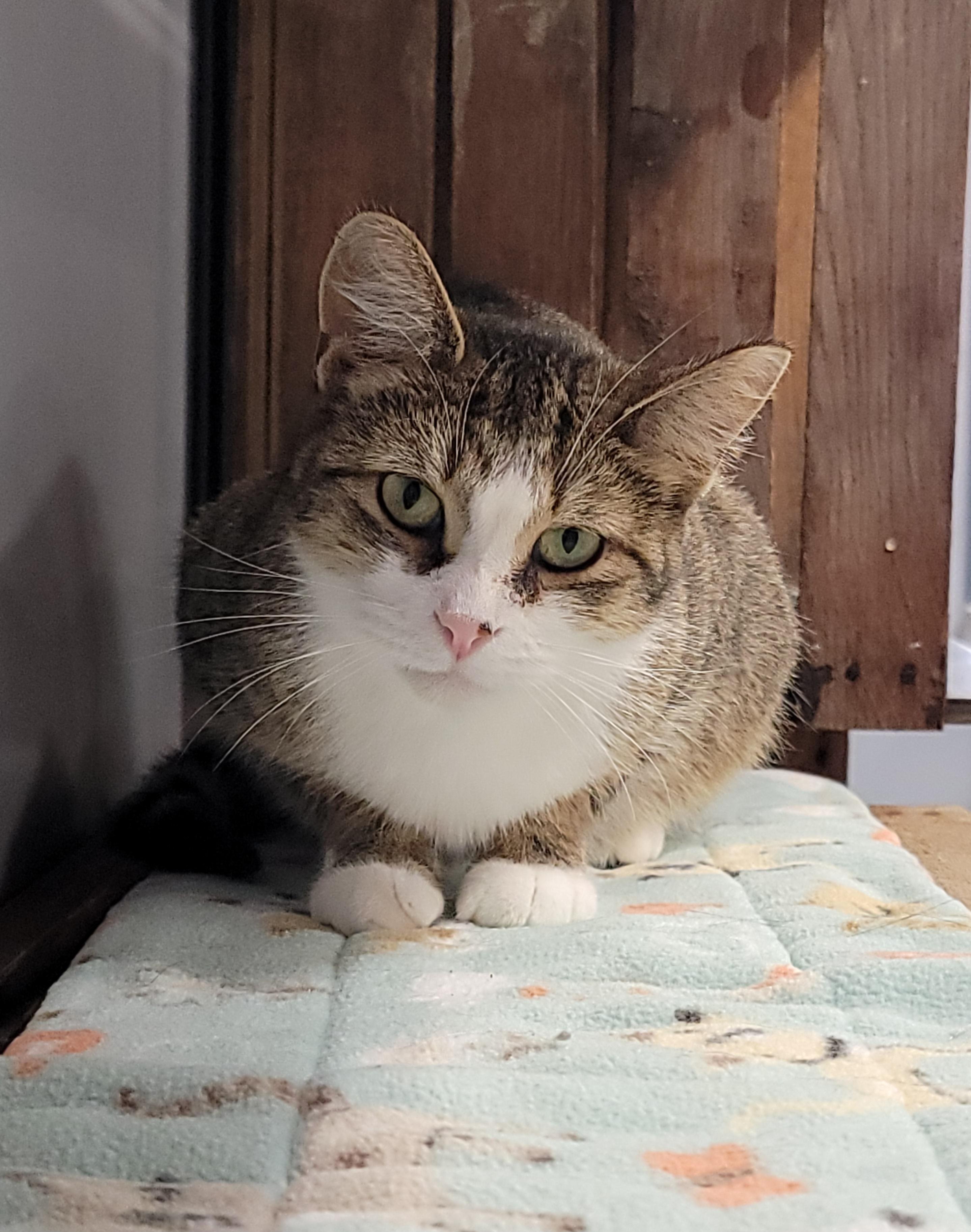 Enlarge Nella, a ADOPTABLE Domestic Short Hair in Grand Rapids, MI image 1/5