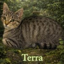 Terra, Adoptable, Young Female Domestic Short Hair.