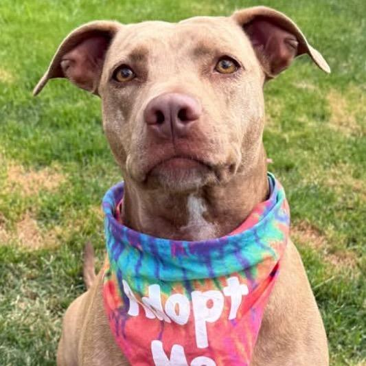 Xena, Adoptable, Adult Female Mixed Breed.