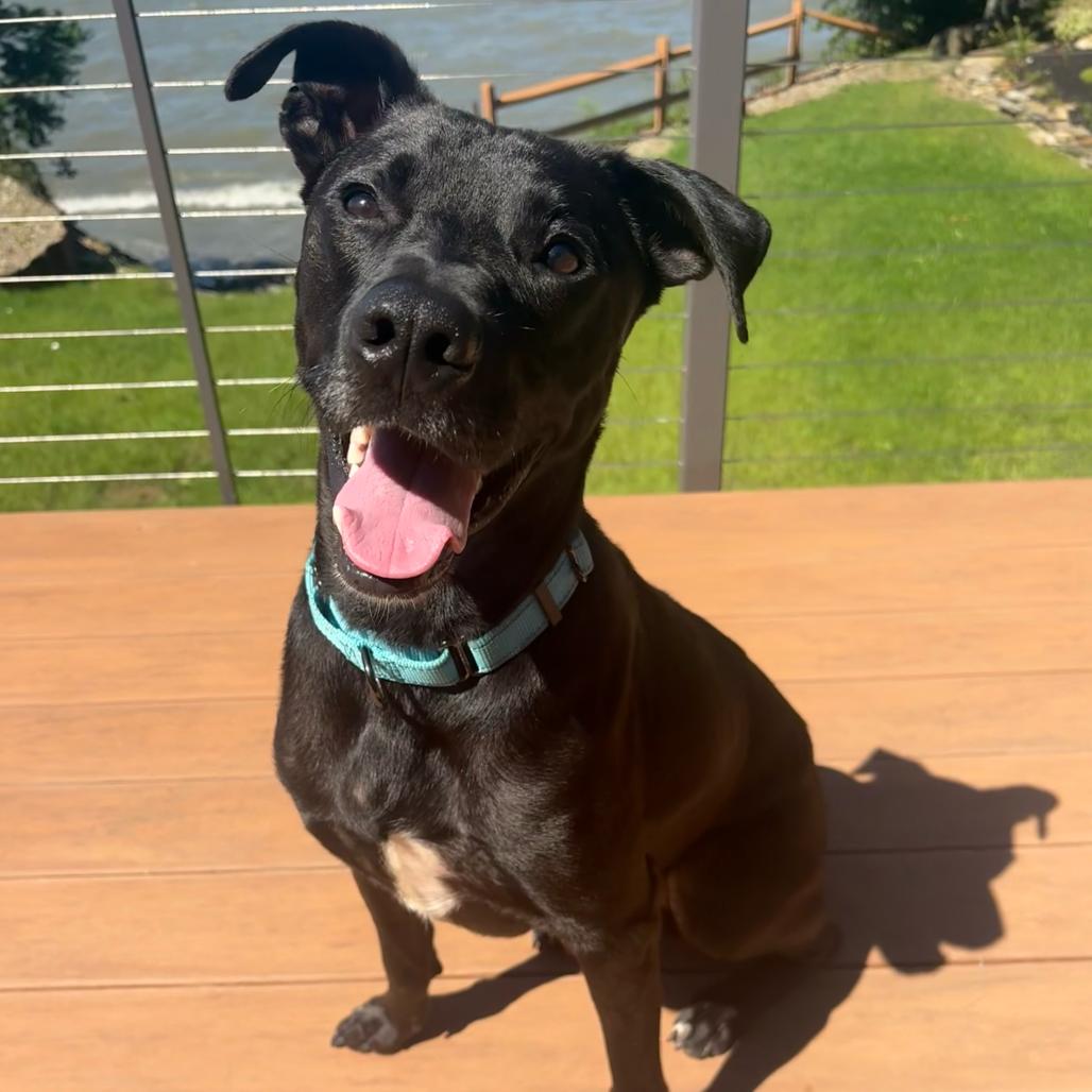 Kunitz, Adoptable, Adult Male Black Labrador Retriever & Mixed Breed.