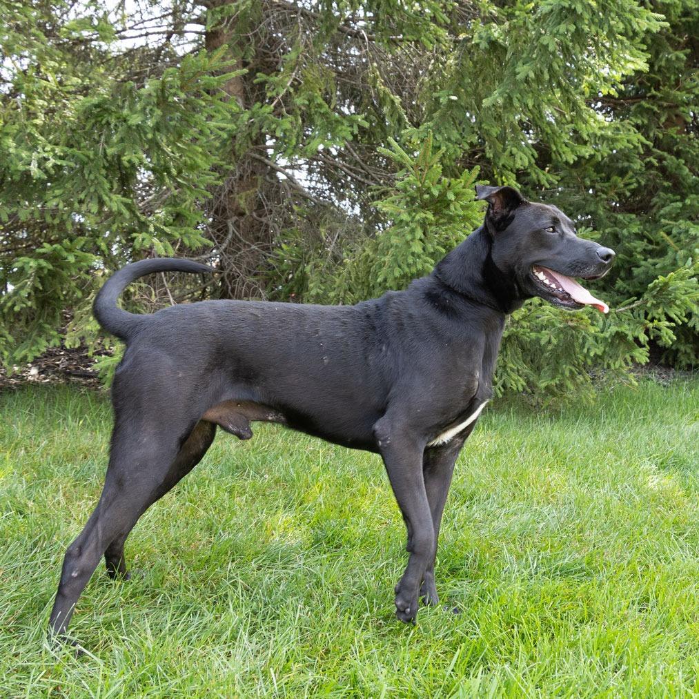 Enlarge Kunitz, a Adoptable mixed breed in Erie, PA image 2/6