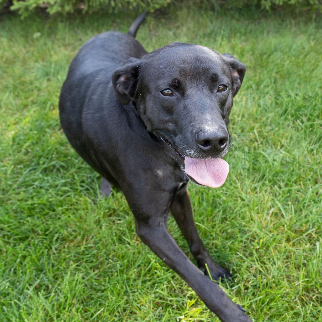 Enlarge Kunitz, a Adoptable mixed breed in Erie, PA image 3/6