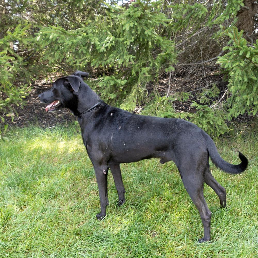 Enlarge Kunitz, a Adoptable mixed breed in Erie, PA image 4/6