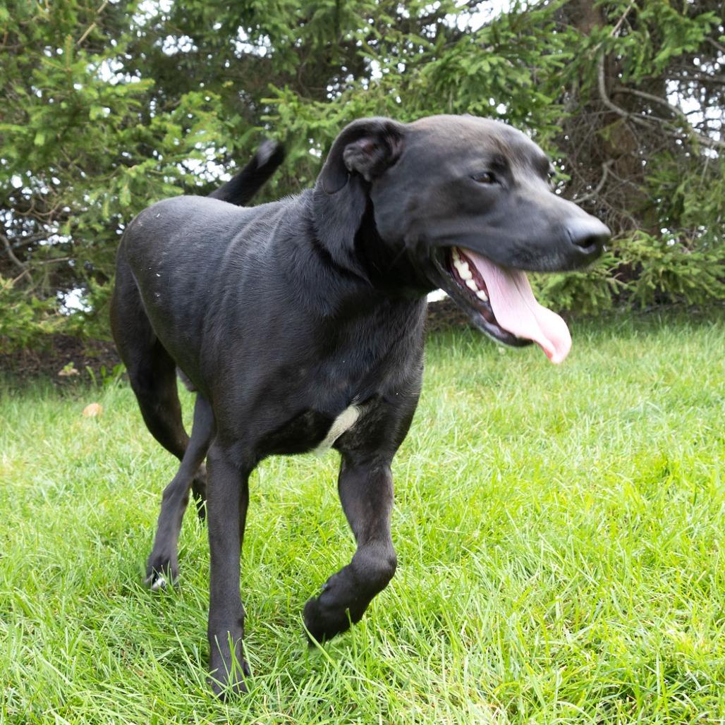 Enlarge Kunitz, a Adoptable mixed breed in Erie, PA image 5/6