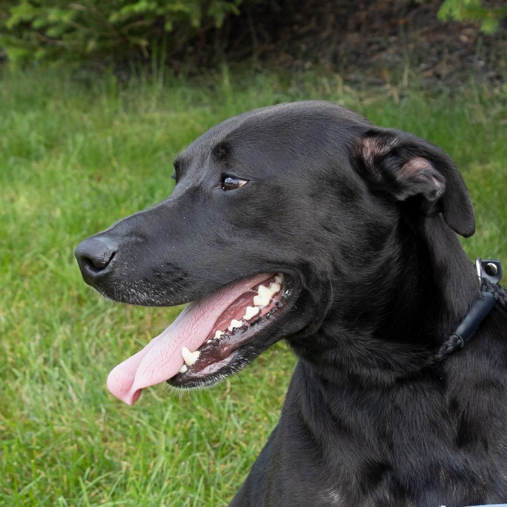 Enlarge Kunitz, a Adoptable mixed breed in Erie, PA image 6/6