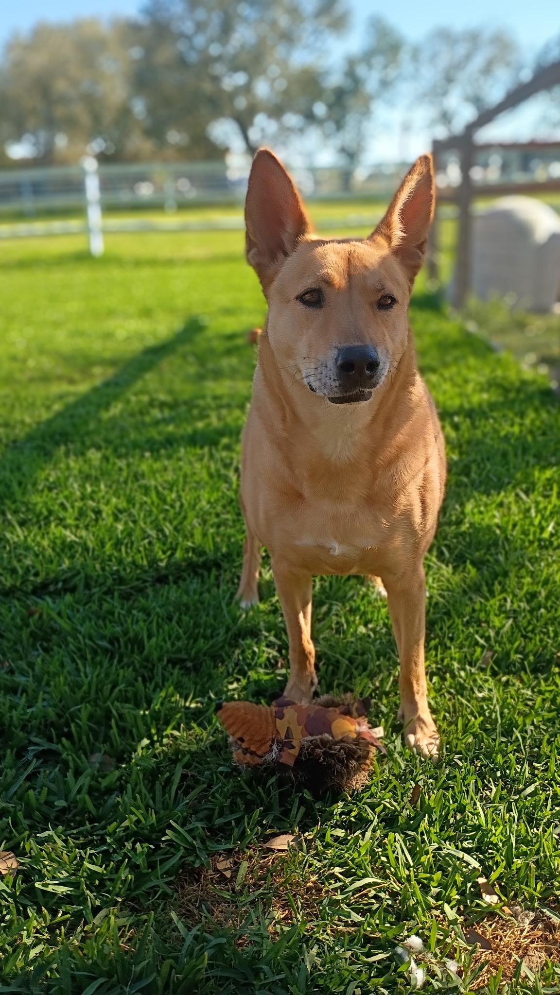 Enlarge Melody-Like Sunshine On Your Shoulders, a Adoptable mixed breed in Lake Zurich, IL image 4/6